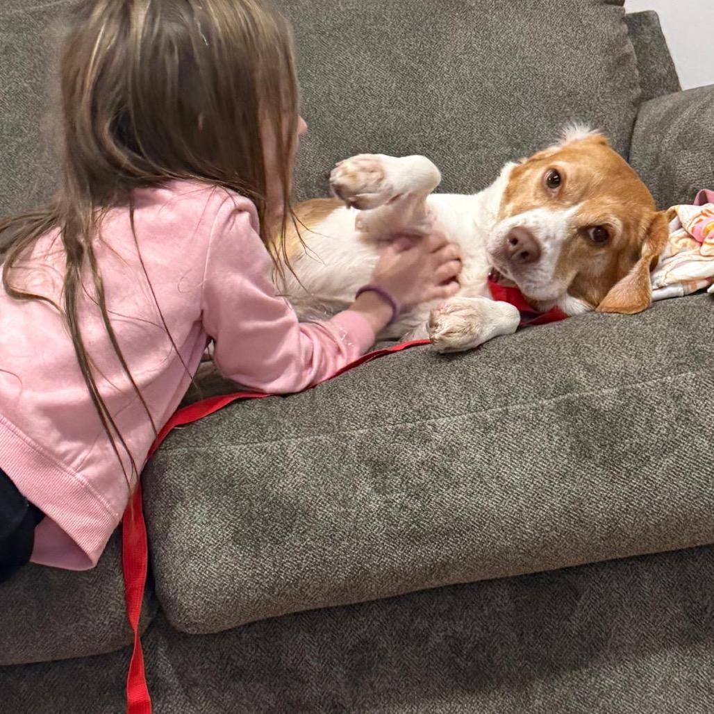 Enlarge GLINDA, a Adoptable Beagle in Atco, NJ image 5/6