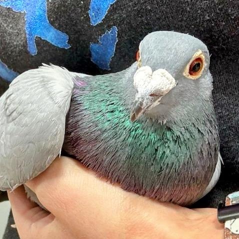 Jean Valjean, Adoptable, Adult Male Pigeon.