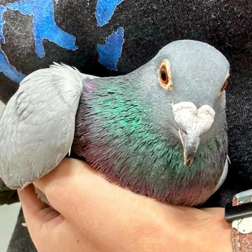 Jean Valjean, a Adoptable Pigeon in Chicago, IL image 2/4