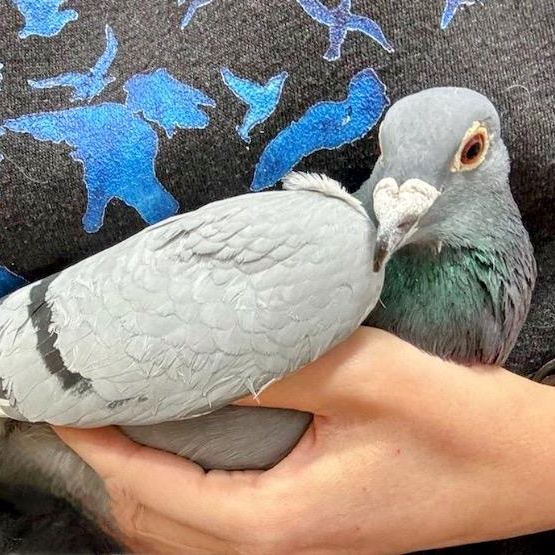 Jean Valjean, a Adoptable Pigeon in Chicago, IL image 3/4