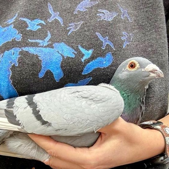 Jean Valjean, a Adoptable Pigeon in Chicago, IL image 4/4