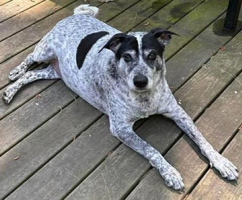 Curly, ADOPTABLE, Adult Male Australian Cattle Dog / Blue Heeler.