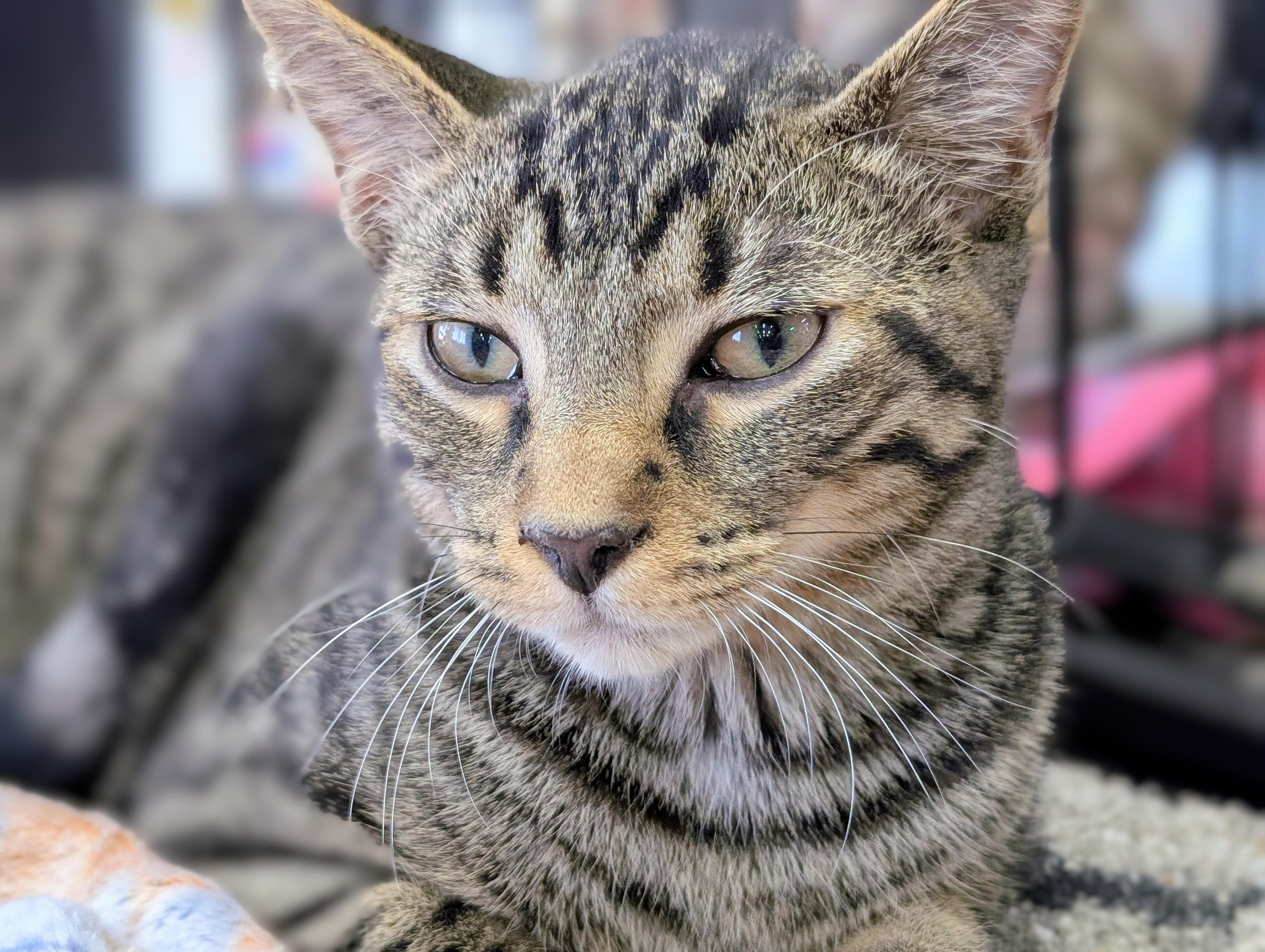Boo (& Daisy), Adoptable, Kitten Male Domestic Short Hair.
