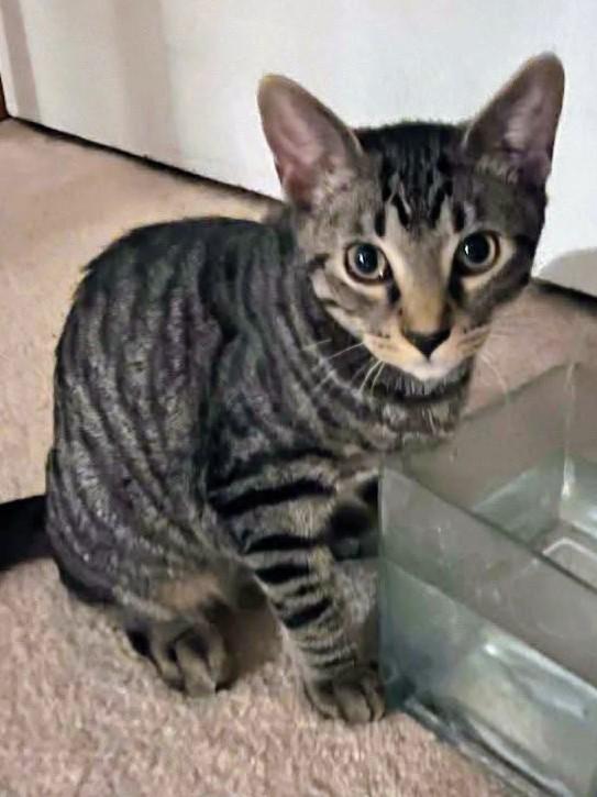 Boo (& Daisy), Adoptable, Kitten Male Domestic Short Hair.