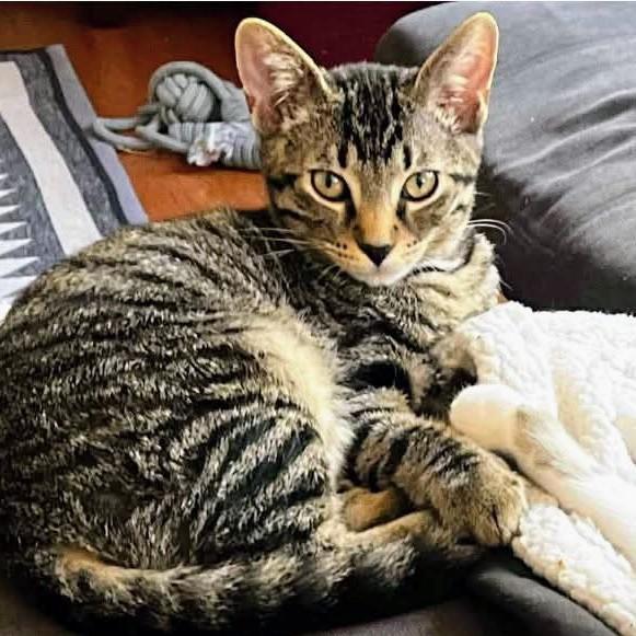 Boo (& Daisy), a Adoptable Domestic Short Hair in Johnsburg, IL image 4/5