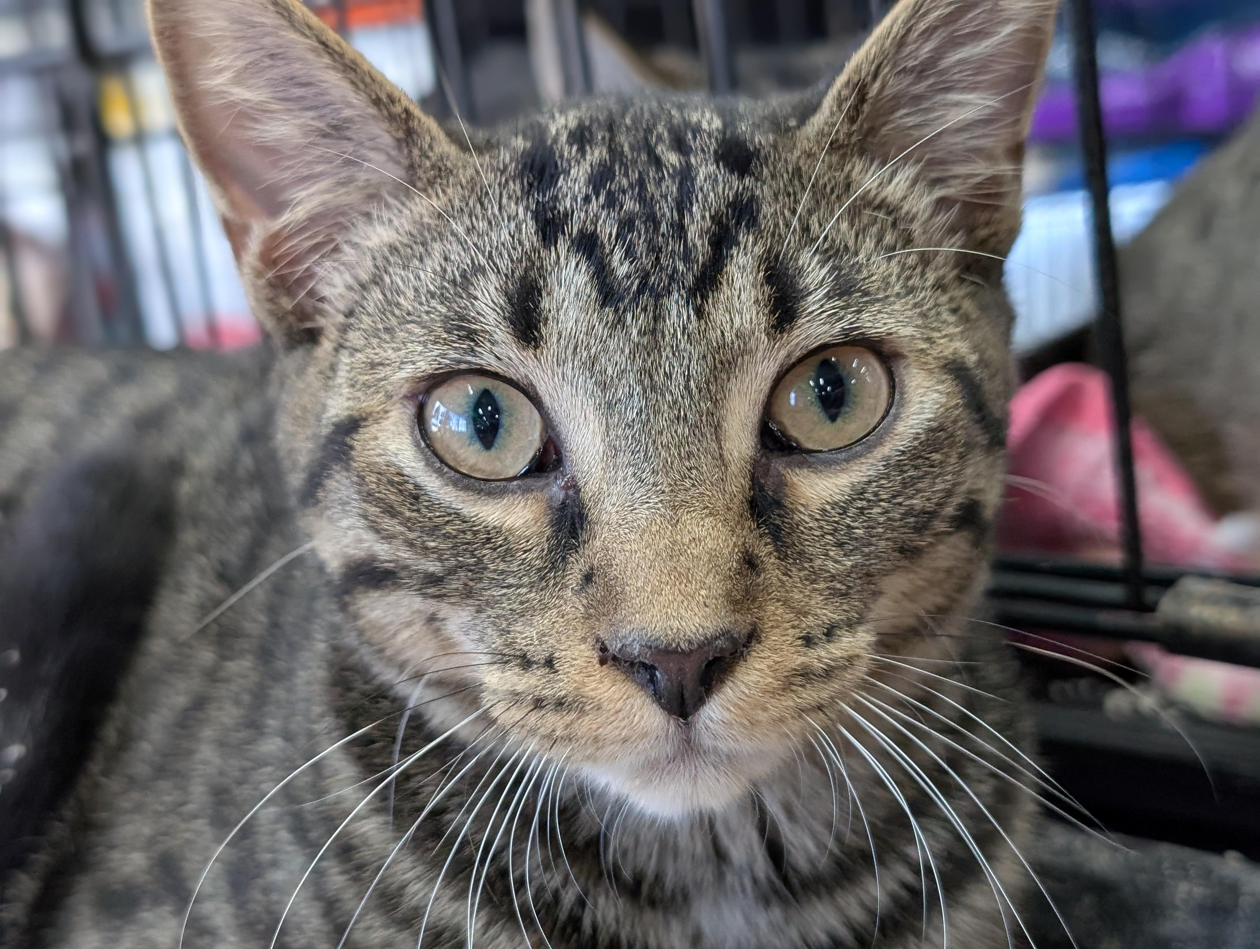 Boo (& Daisy), a Adoptable Domestic Short Hair in Johnsburg, IL image 2/5