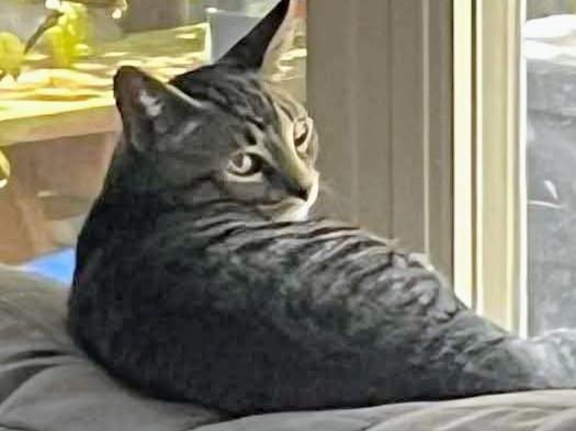 Boo (& Daisy), a Adoptable Domestic Short Hair in Johnsburg, IL image 5/5