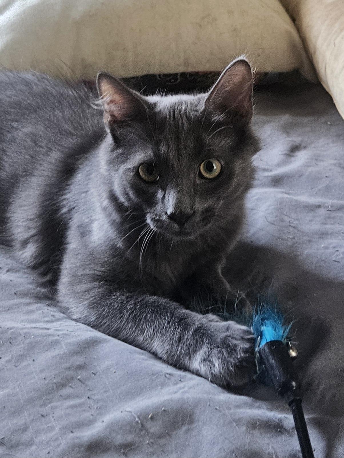 Enlarge BOO, a ADOPTABLE Domestic Medium Hair in Chicago, IL image 2/3