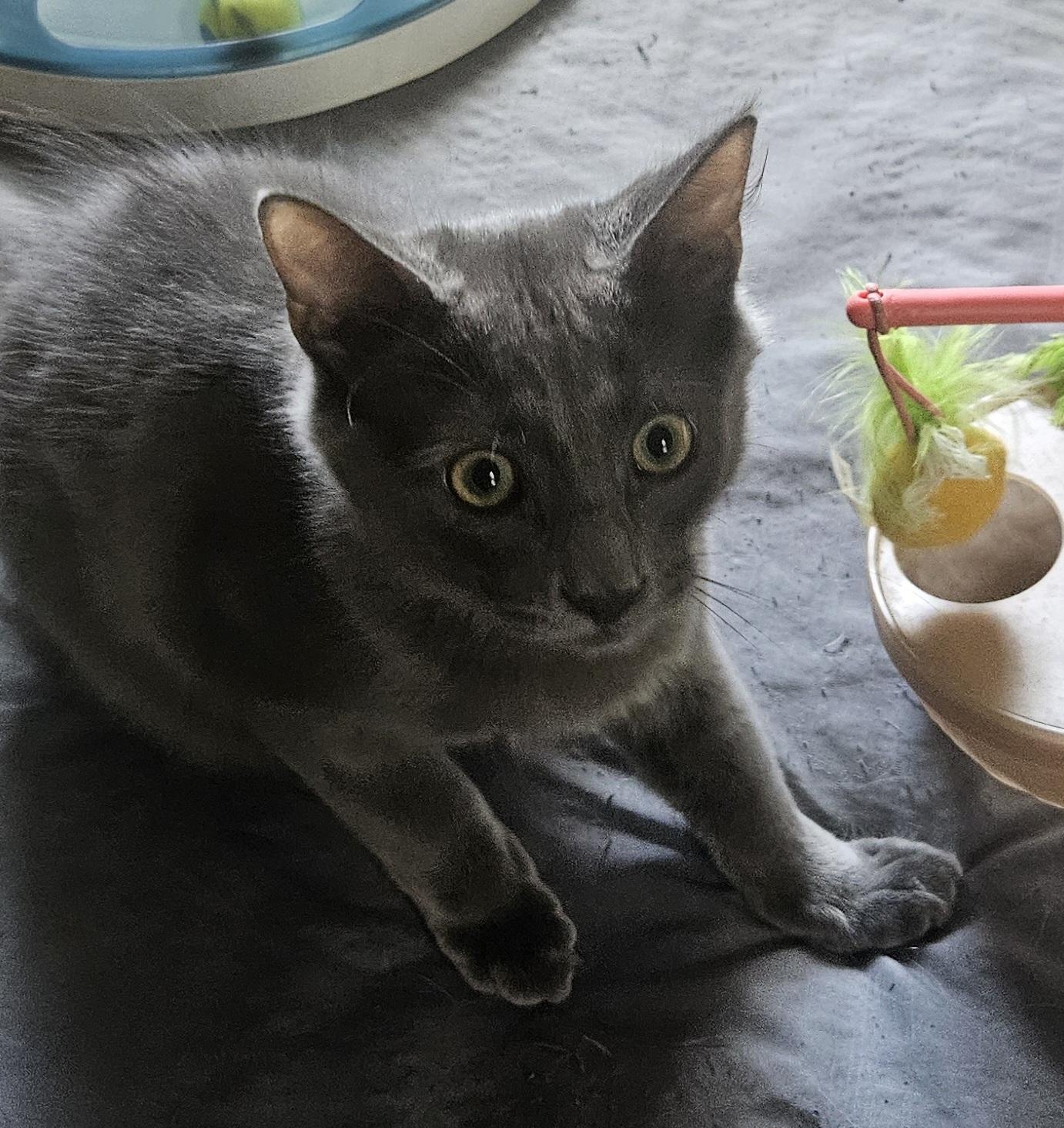 Enlarge BOO, a ADOPTABLE Domestic Medium Hair in Chicago, IL image 3/3
