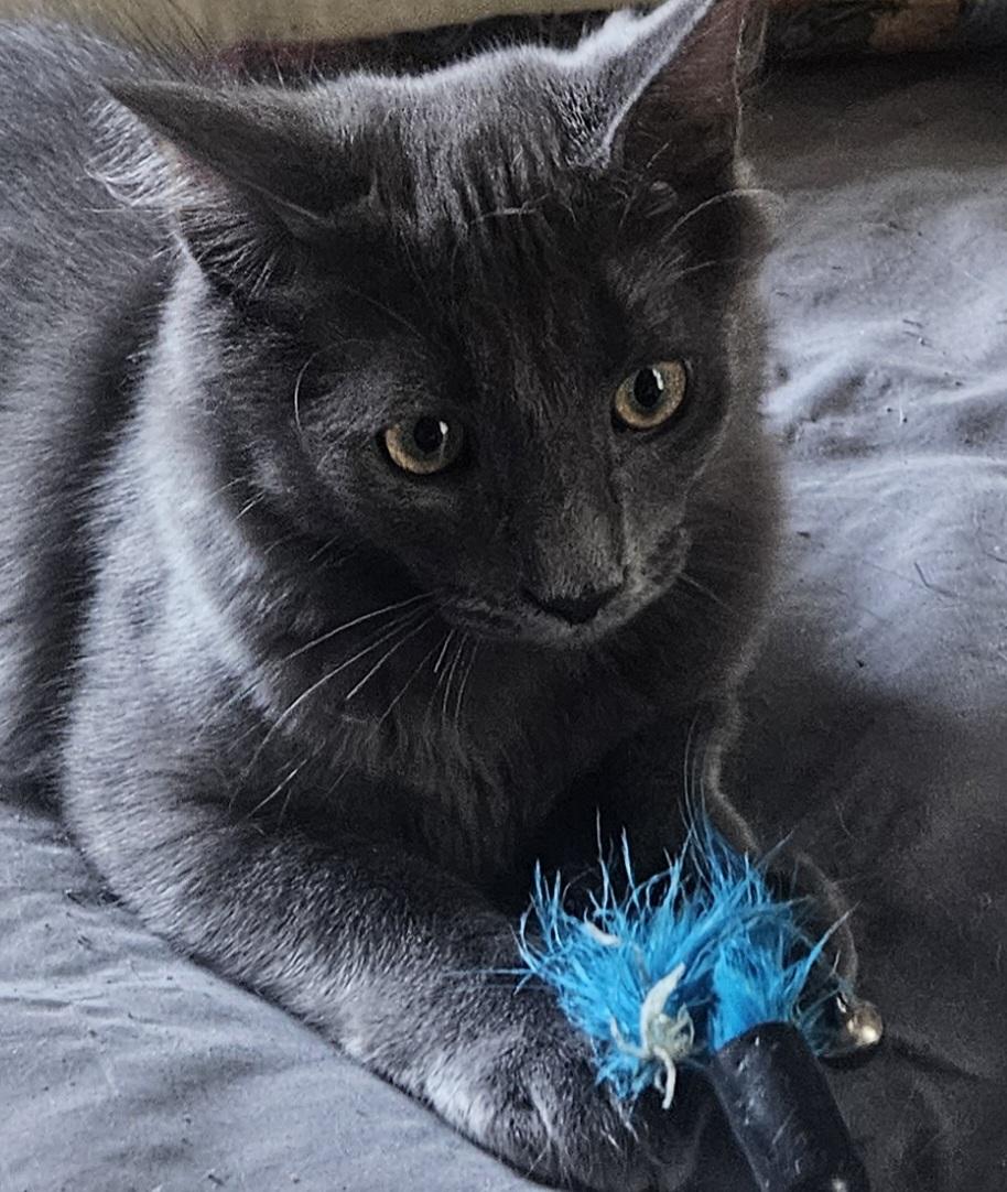 BOO, ADOPTABLE, Young Male Domestic Medium Hair.