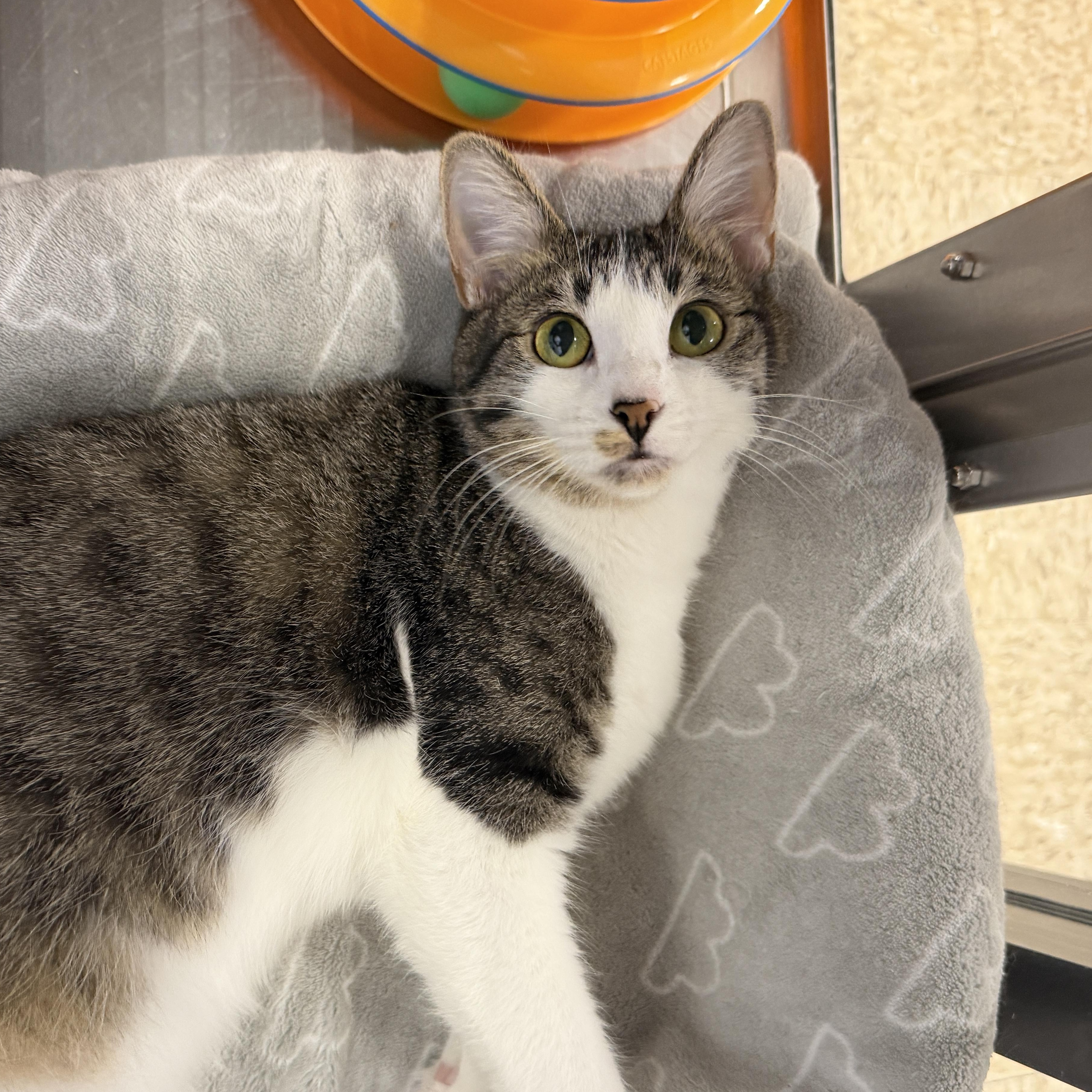 Dolly, adoptable, Young Female Domestic Short Hair.