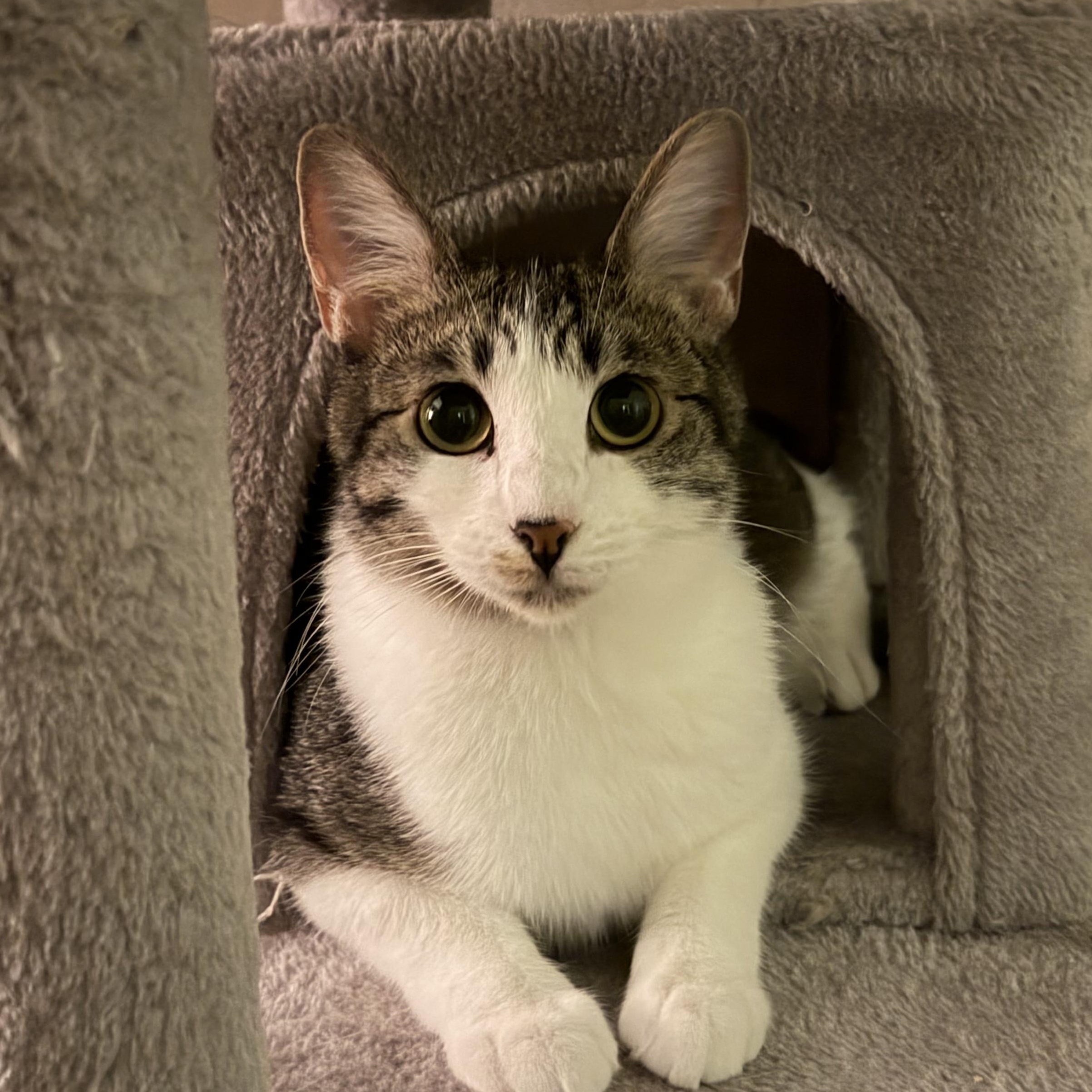 Enlarge Dolly, an adoptable Domestic Short Hair in Chandler, AZ image 1/4