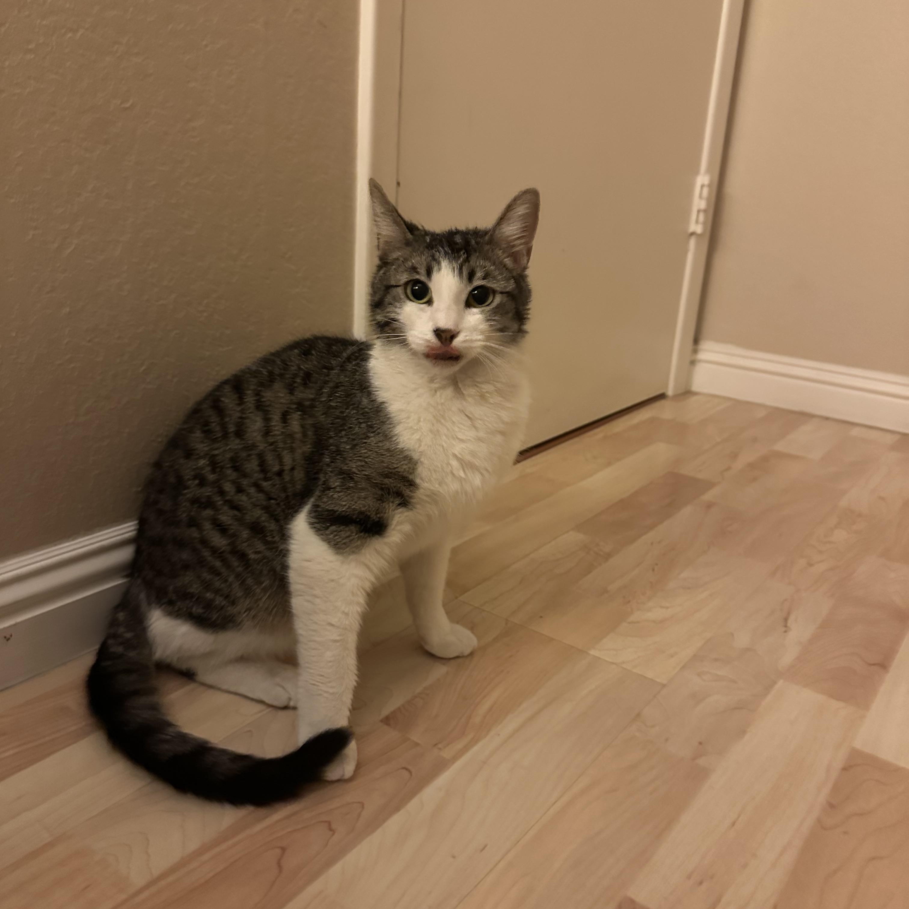 Enlarge Dolly, a ADOPTABLE Domestic Short Hair in Chandler, AZ image 3/3