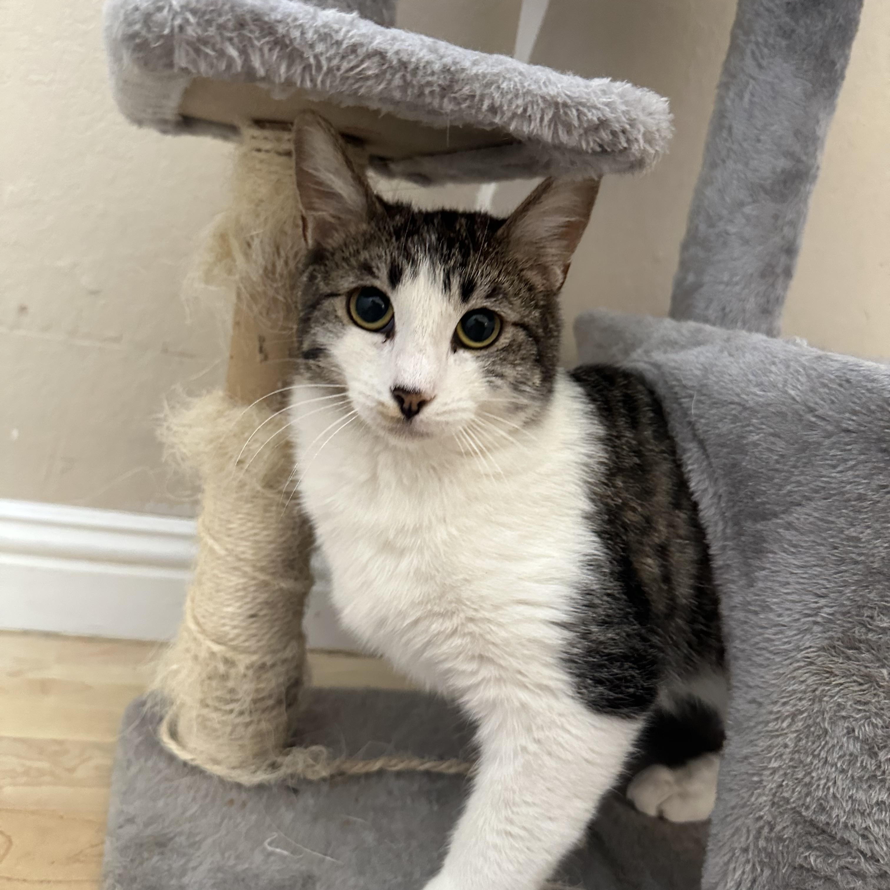 Dolly, ADOPTABLE, Young Female Domestic Short Hair.