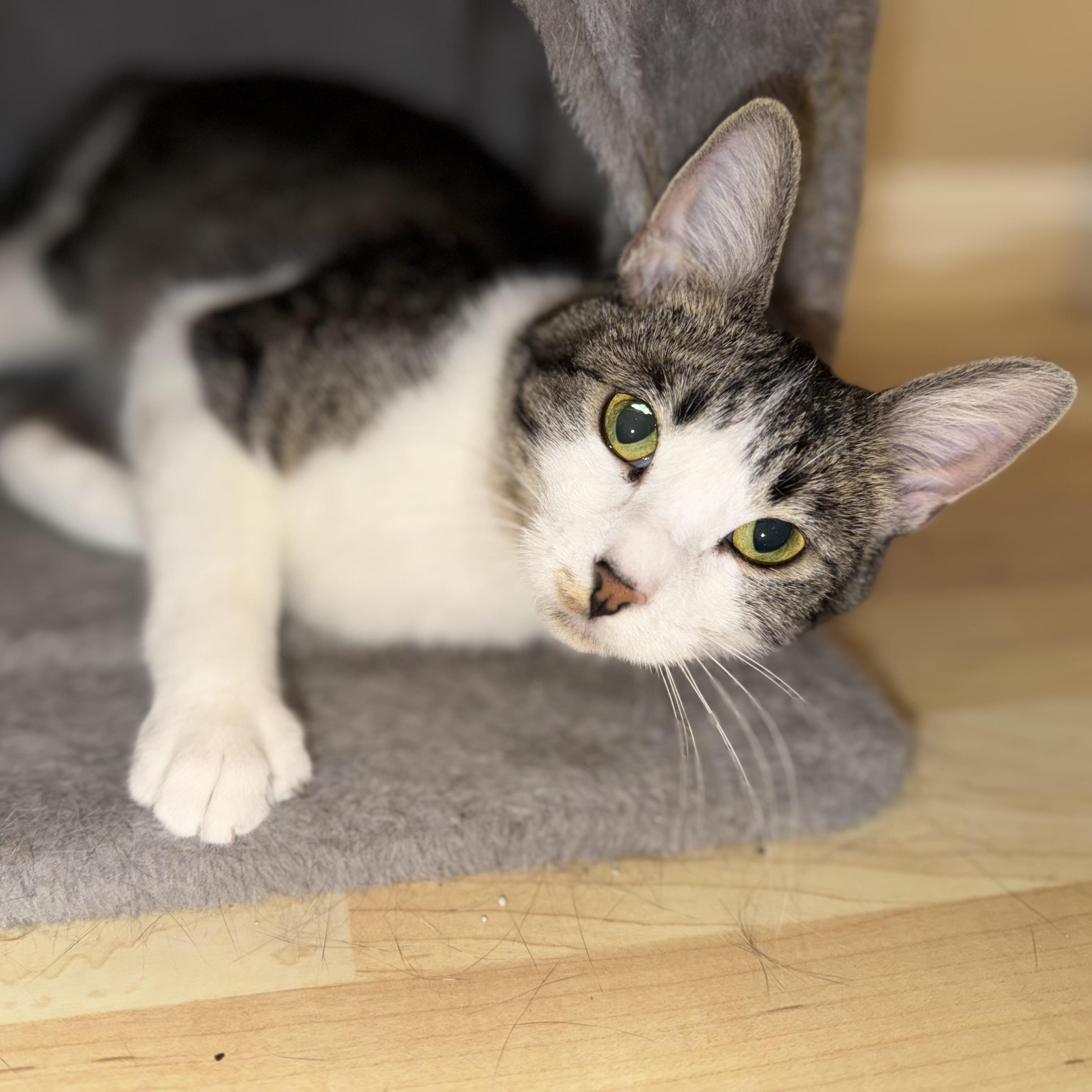 Enlarge Dolly, an adoptable Domestic Short Hair in Chandler, AZ image 4/4