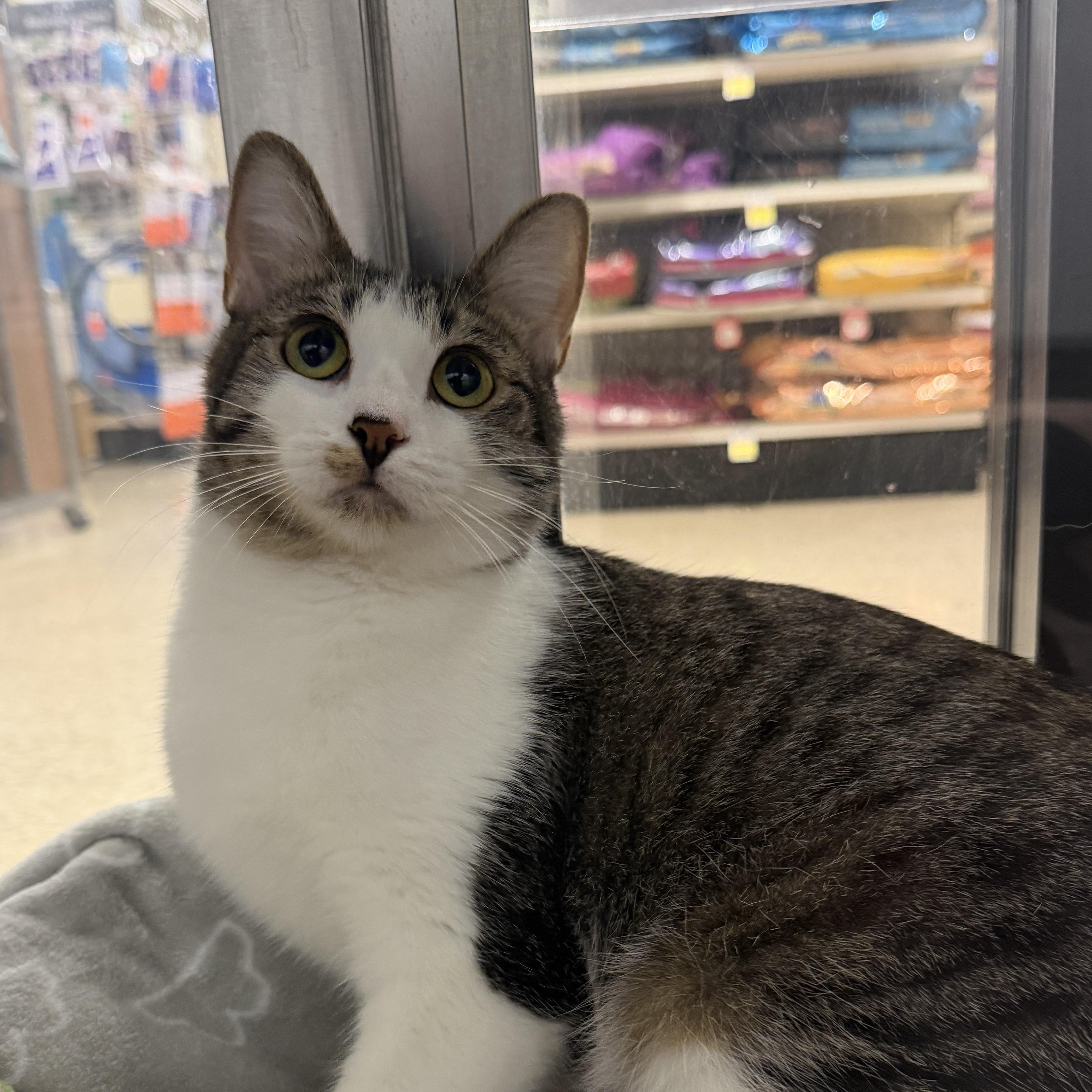 Enlarge Dolly, an adoptable Domestic Short Hair in Chandler, AZ image 2/4