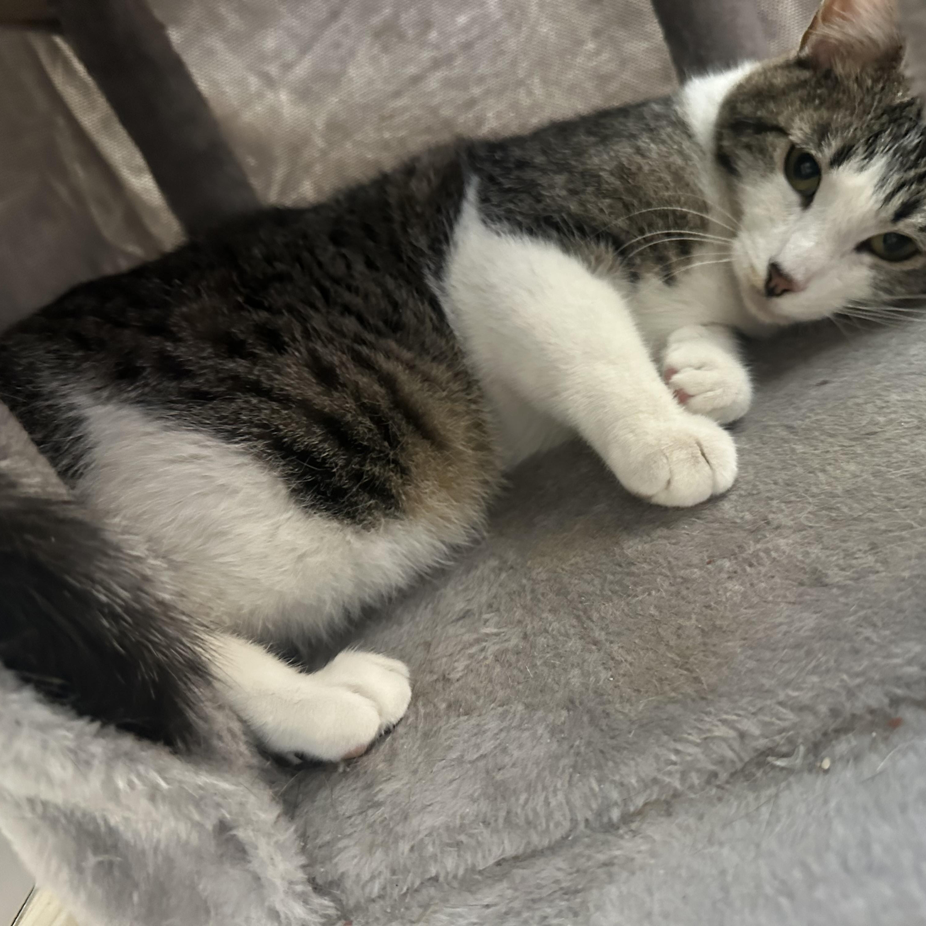 Enlarge Dolly, a ADOPTABLE Domestic Short Hair in Chandler, AZ image 2/3