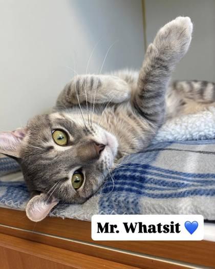 Enlarge Mr. Whatsit, a Adoptable mixed breed in Winchester, VA image 1/1