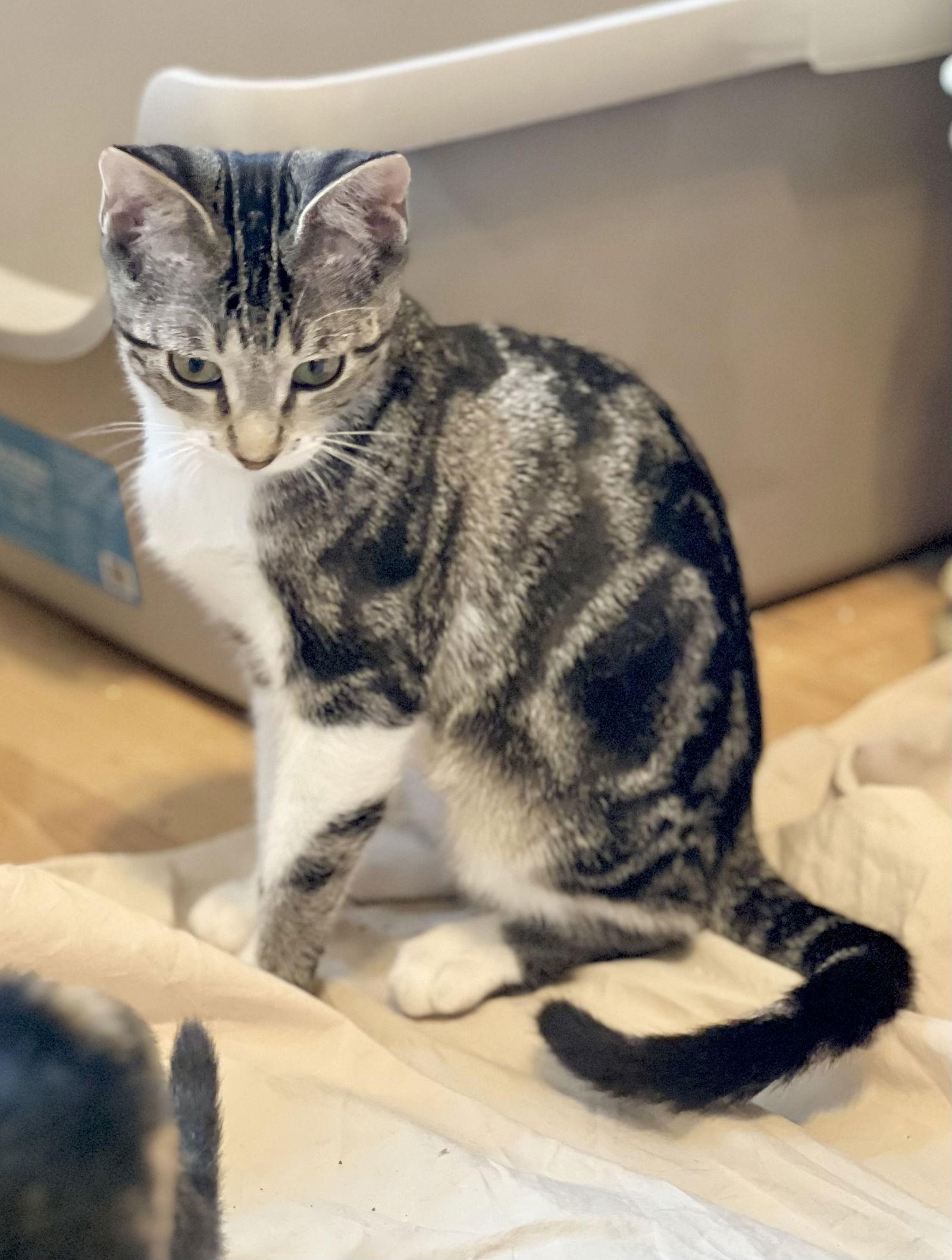 Enlarge Muffin, a Adopted mixed breed in West Palm Beach, FL image 1/3