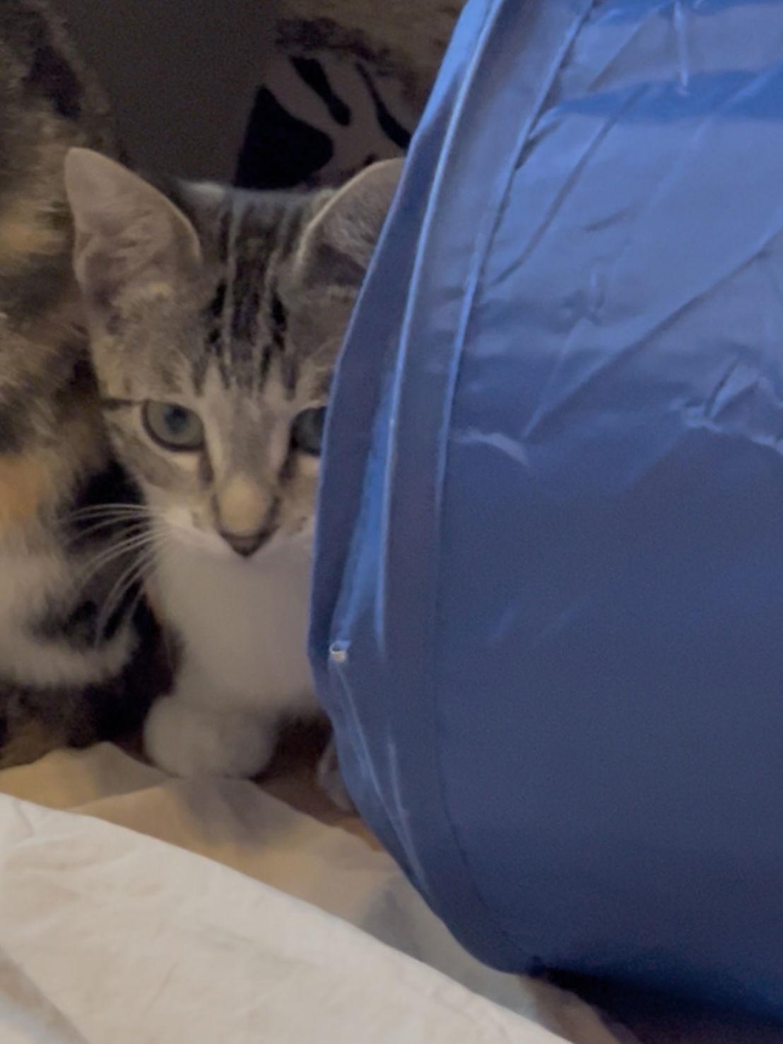 Enlarge Muffin, a Adopted mixed breed in West Palm Beach, FL image 3/3