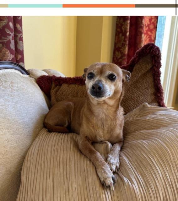 Enlarge Sandy, a Adoptable mixed breed in Plantation, FL image 5/6