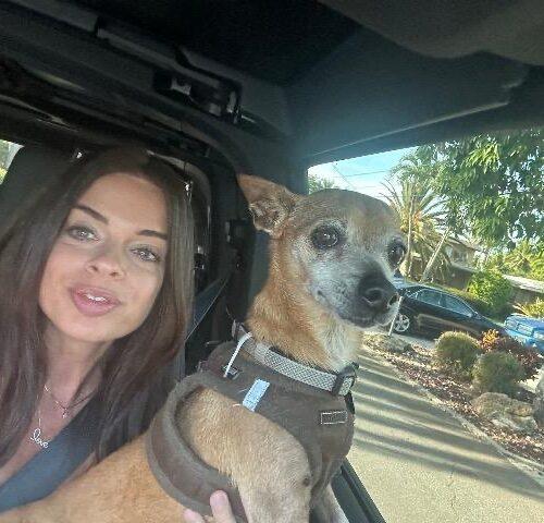 Sandy, Adoptable, Senior Female Miniature Pinscher & Chihuahua.