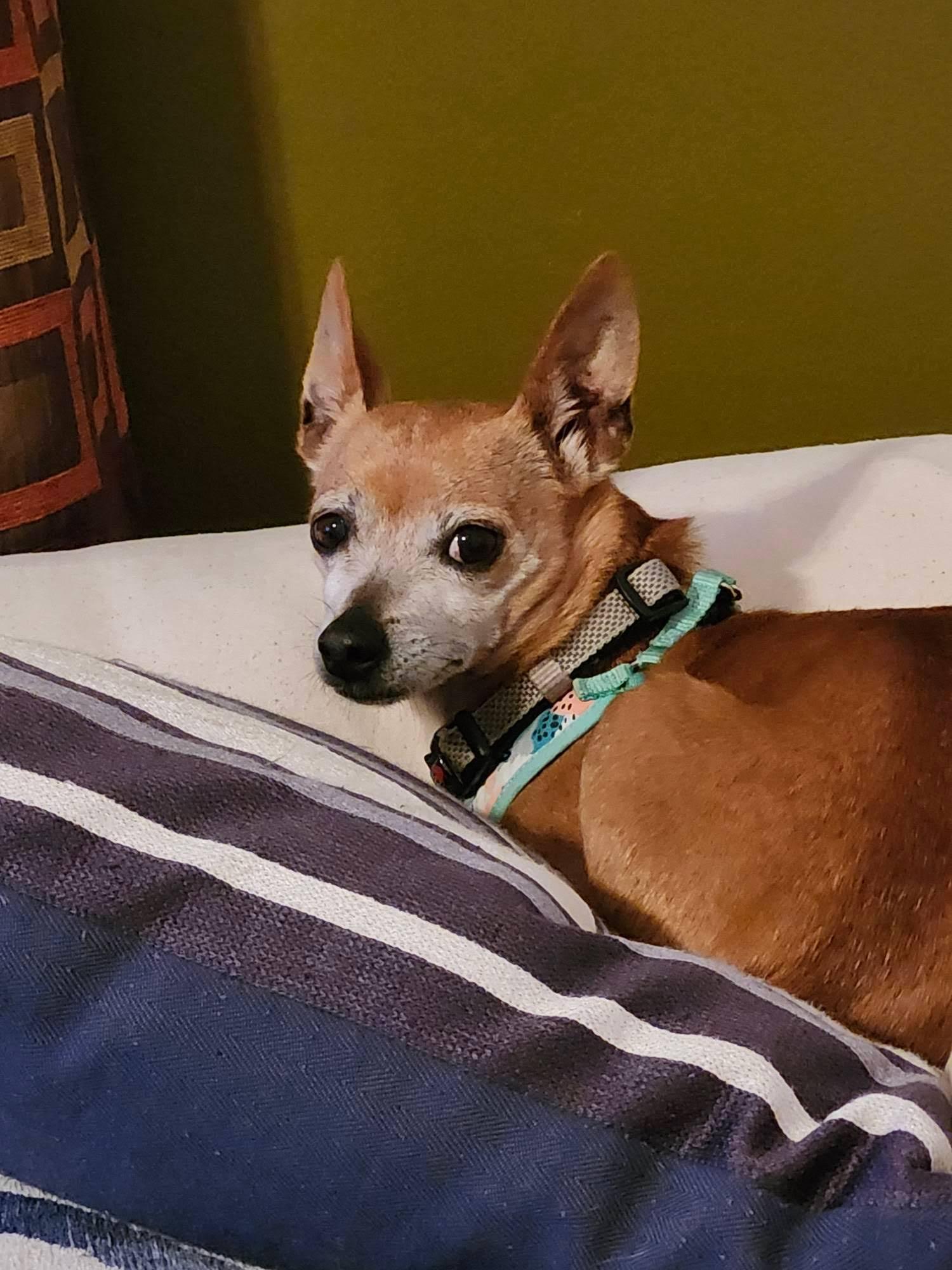 Enlarge Sandy, a Adoptable mixed breed in Plantation, FL image 2/6