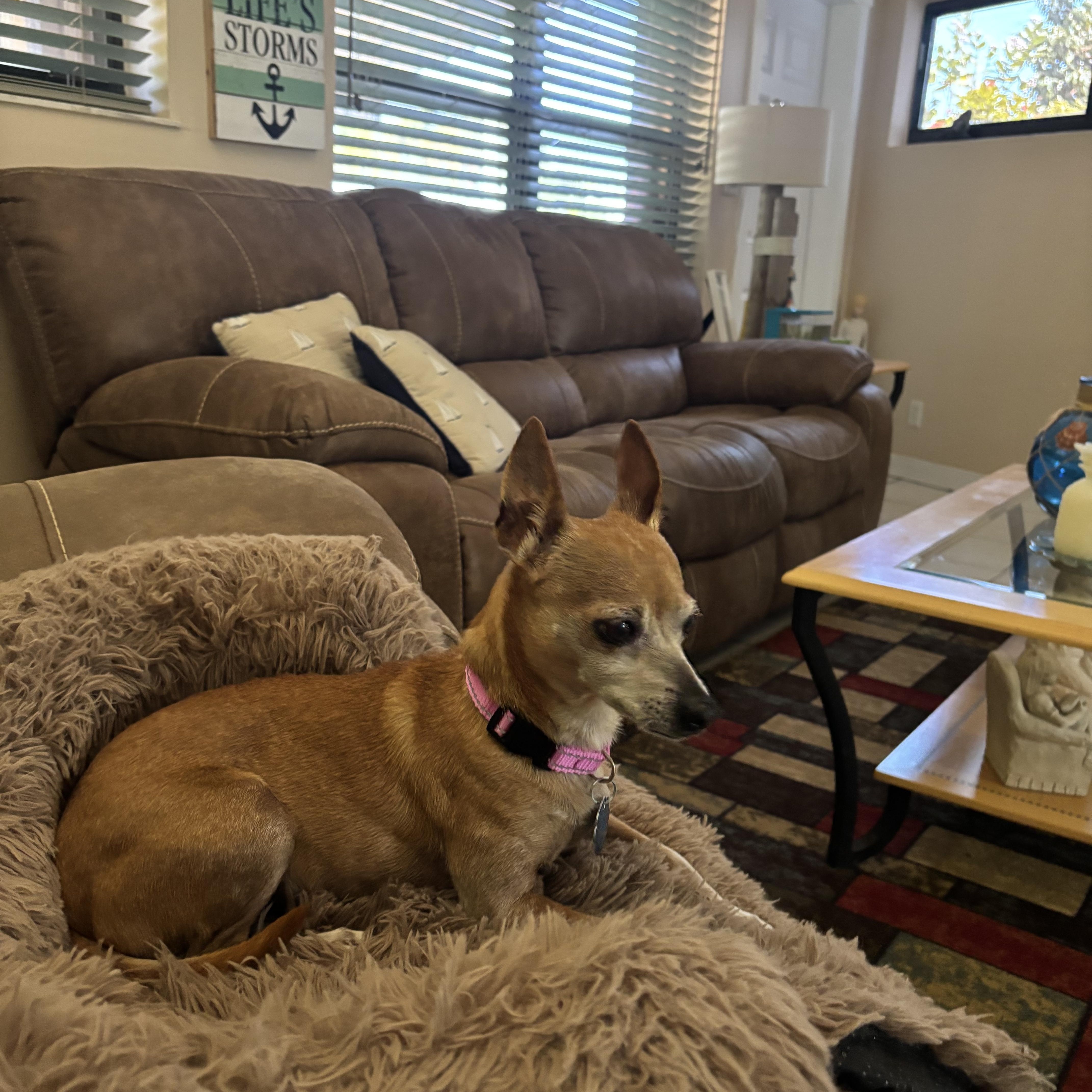 Enlarge Sandy, a Adoptable mixed breed in Plantation, FL image 6/6
