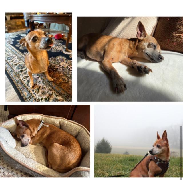 Enlarge Sandy, a Adoptable mixed breed in Plantation, FL image 4/6