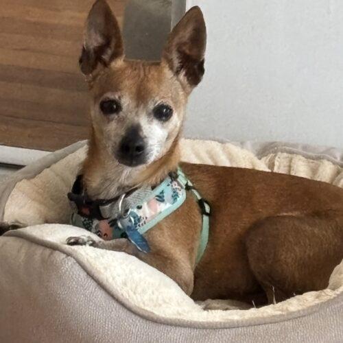 Sandy, Adoptable, Senior Female Miniature Pinscher & Chihuahua.