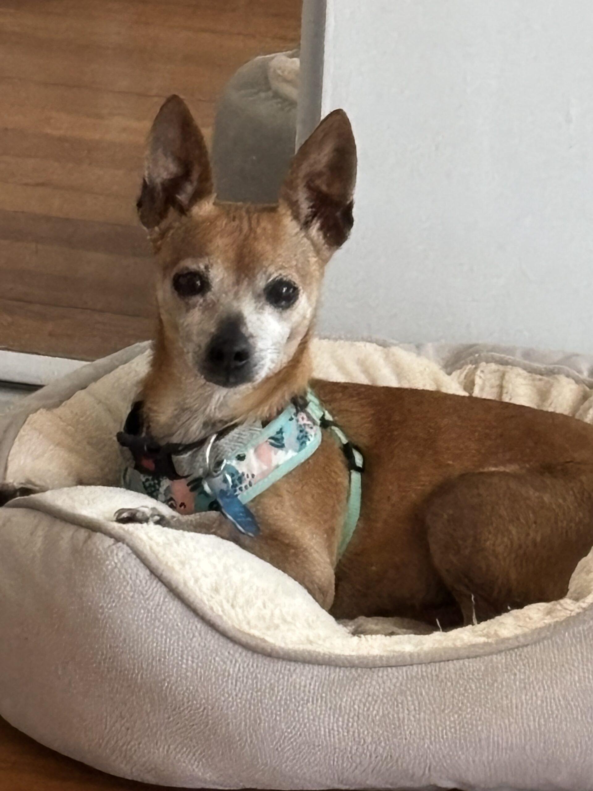Enlarge Sandy, a Adoptable mixed breed in Plantation, FL image 3/3
