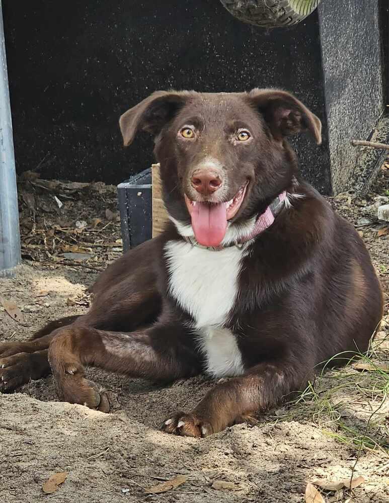 Cocoa Bean, a Adoptable mixed breed in Nokomis, FL image 1/6