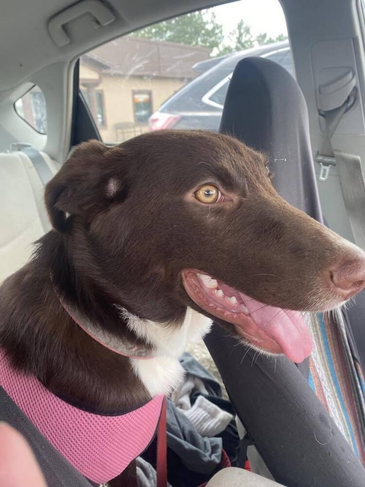 Cocoa Bean, Adoptable, Adult Female Australian Shepherd & Mixed Breed.