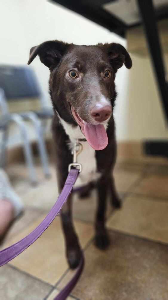 Cocoa Bean, a Adoptable mixed breed in Nokomis, FL image 3/6