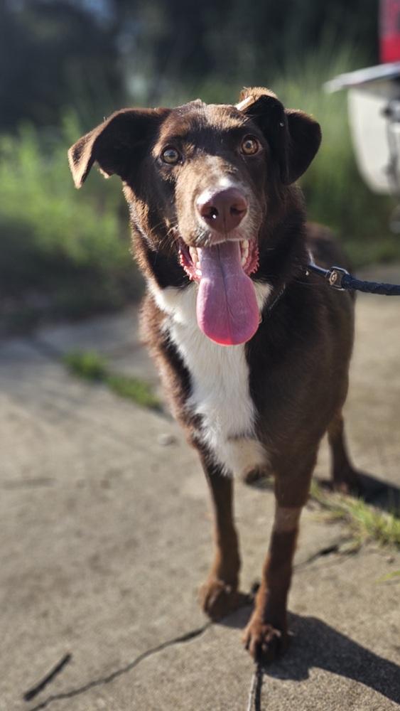 Cocoa Bean, a Adoptable mixed breed in Nokomis, FL image 4/6