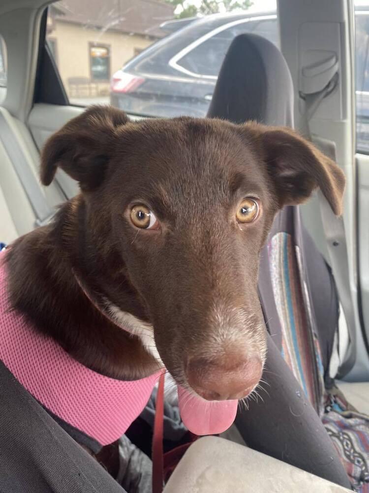 Cocoa Bean, a Adoptable mixed breed in Nokomis, FL image 6/6