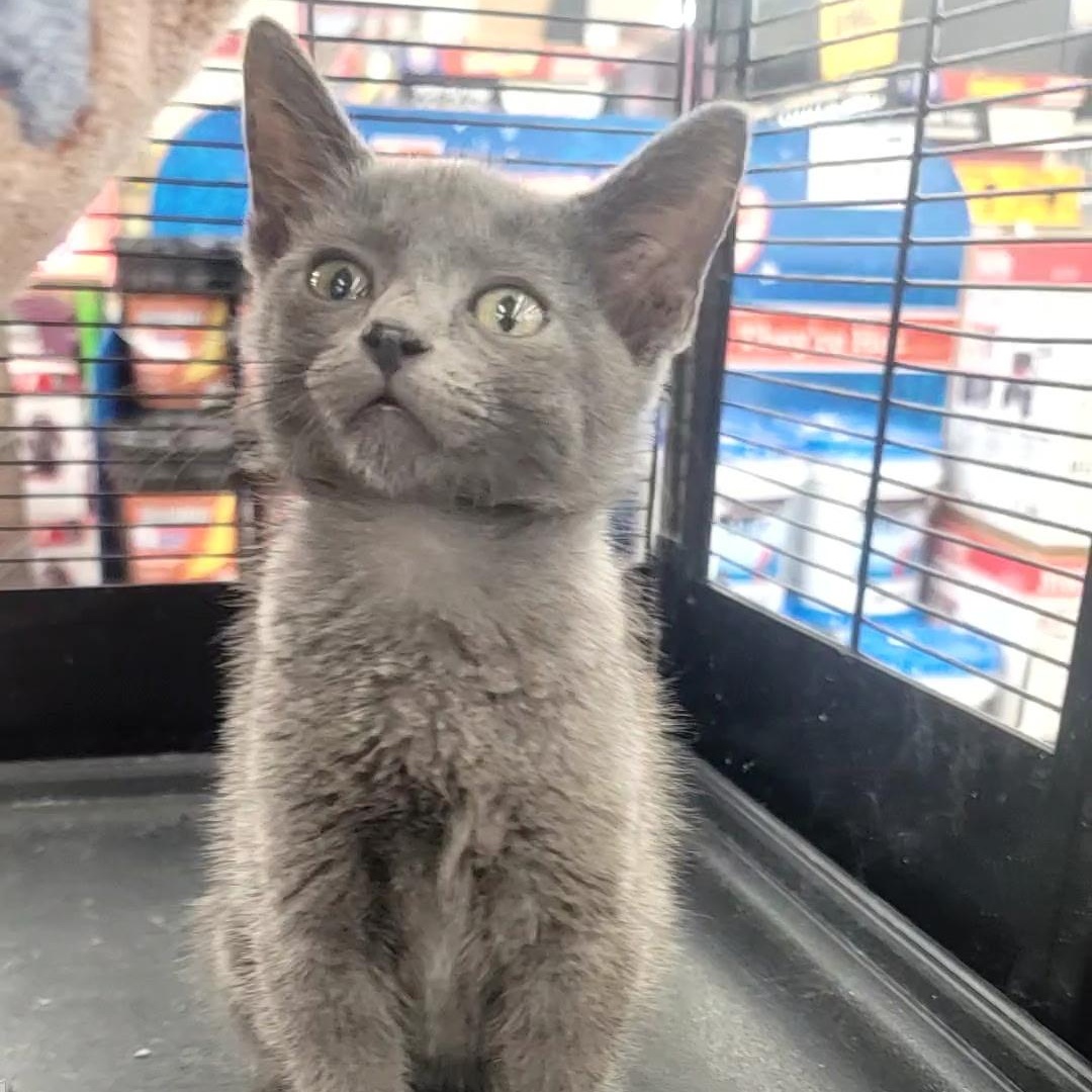 Elwood, an adopted Domestic Short Hair in Richmond, MO image 2/4