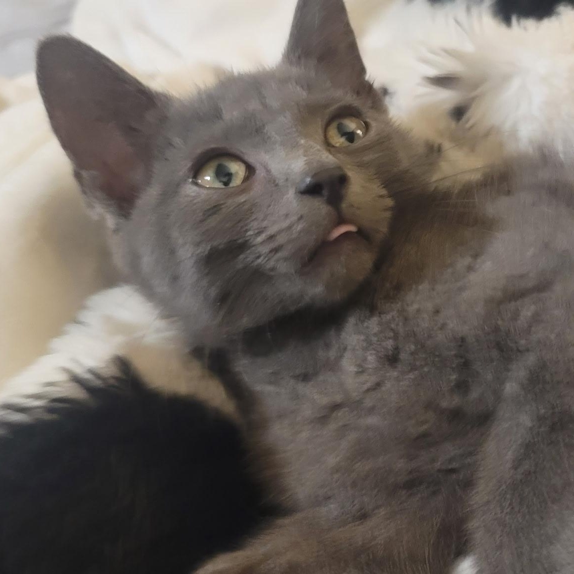 Elwood, an adopted Domestic Short Hair in Richmond, MO image 1/4