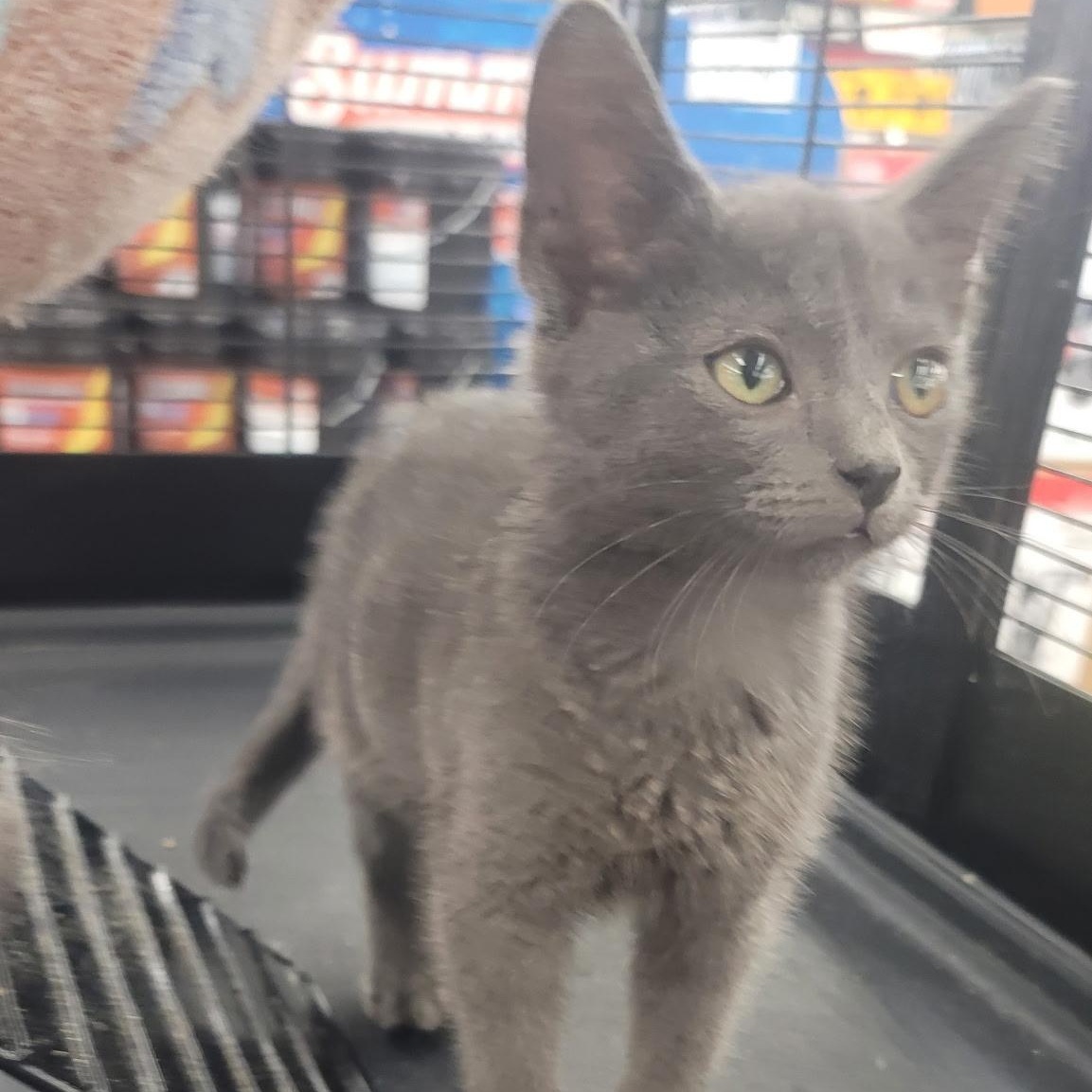Elwood, an adopted Domestic Short Hair in Richmond, MO image 3/4
