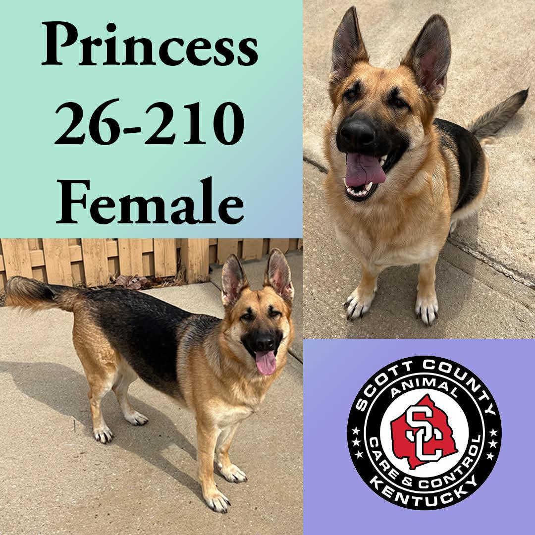 Enlarge Princess, a Adopted German Shepherd Dog in Georgetown, KY image 1/1