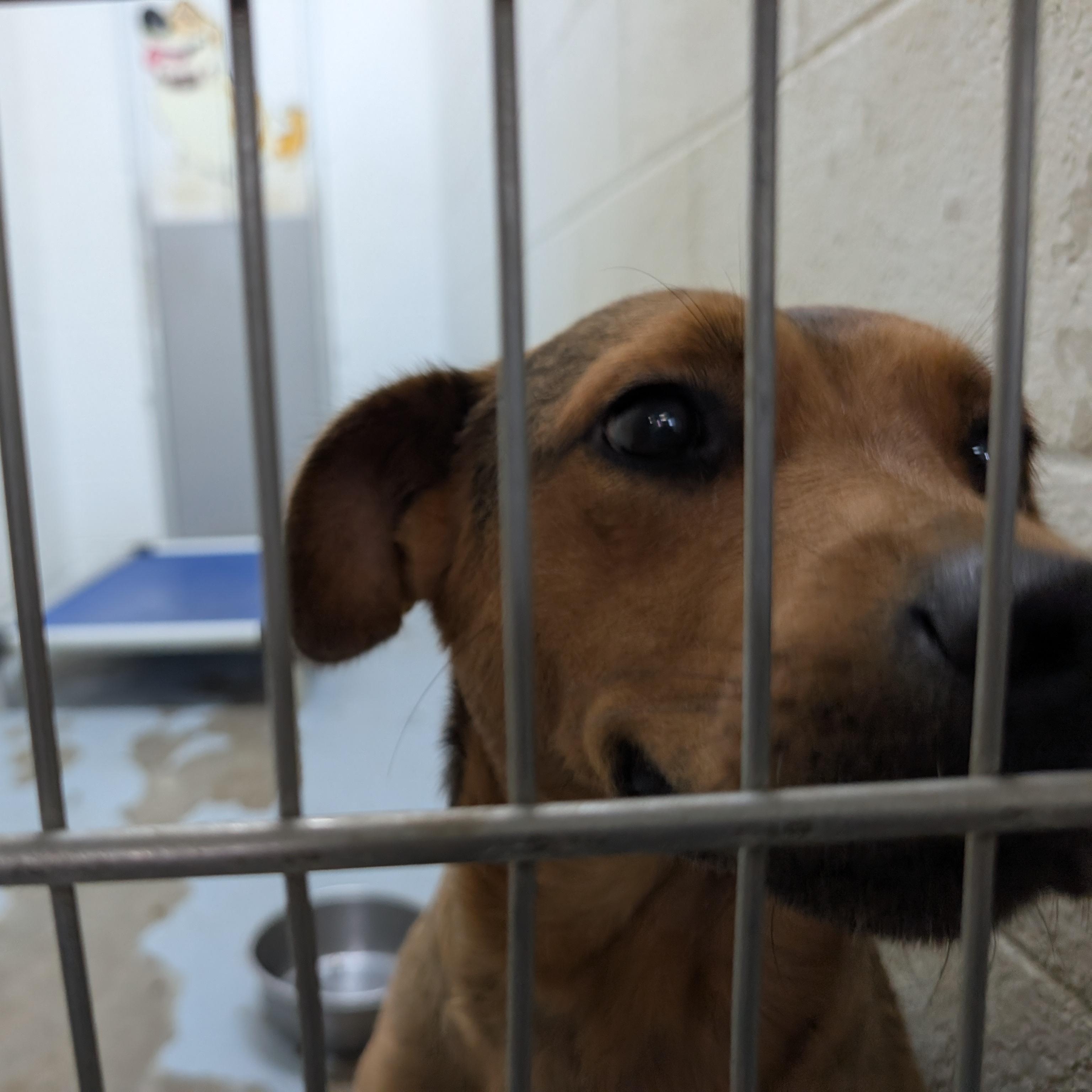 Enlarge 192274 LOOKING FOR OWNER, a Adoptable mixed breed in Ravenna, OH image 2/3
