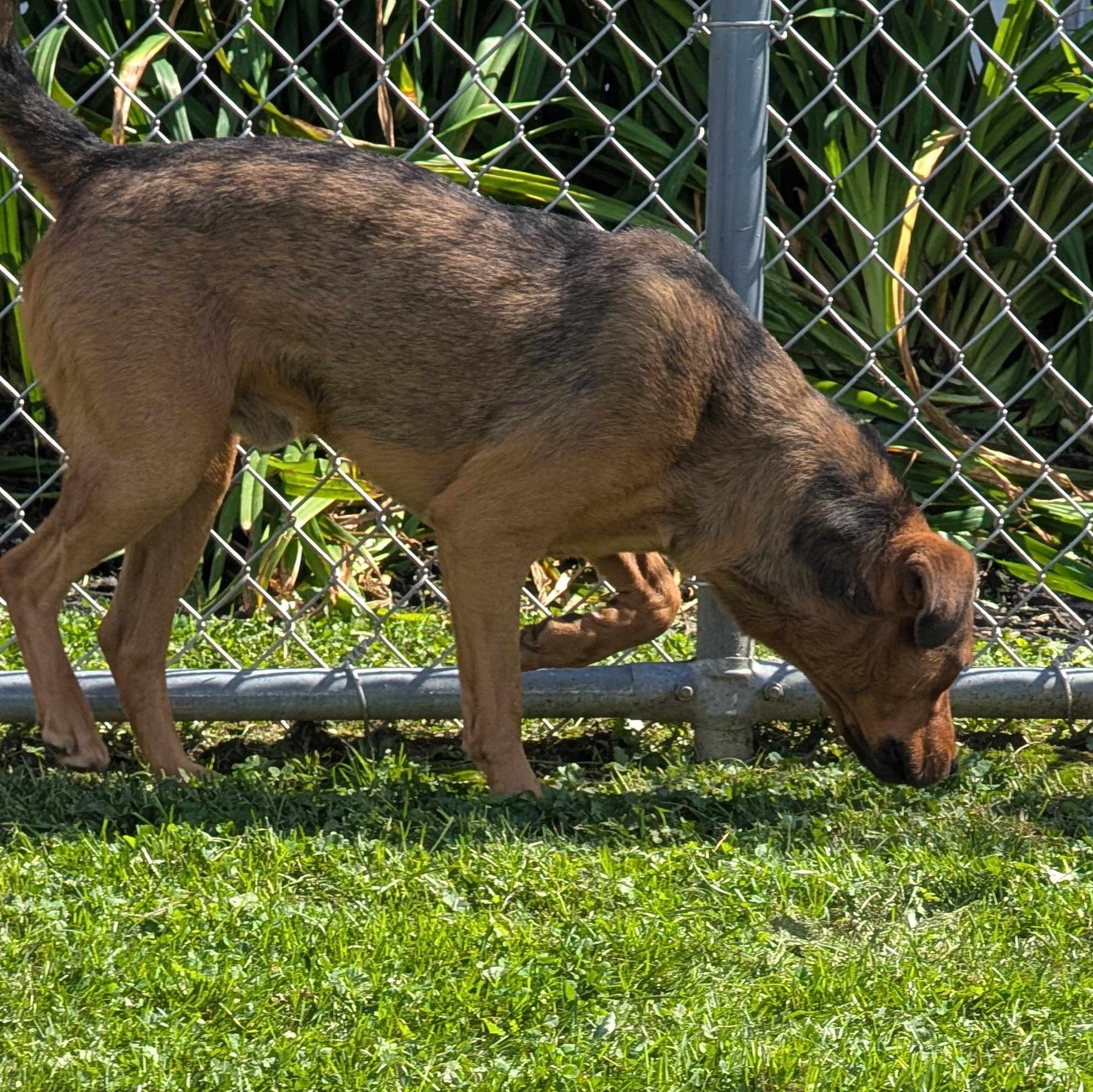 Enlarge 192274 Charlie, a Adoptable mixed breed in Ravenna, OH image 2/6