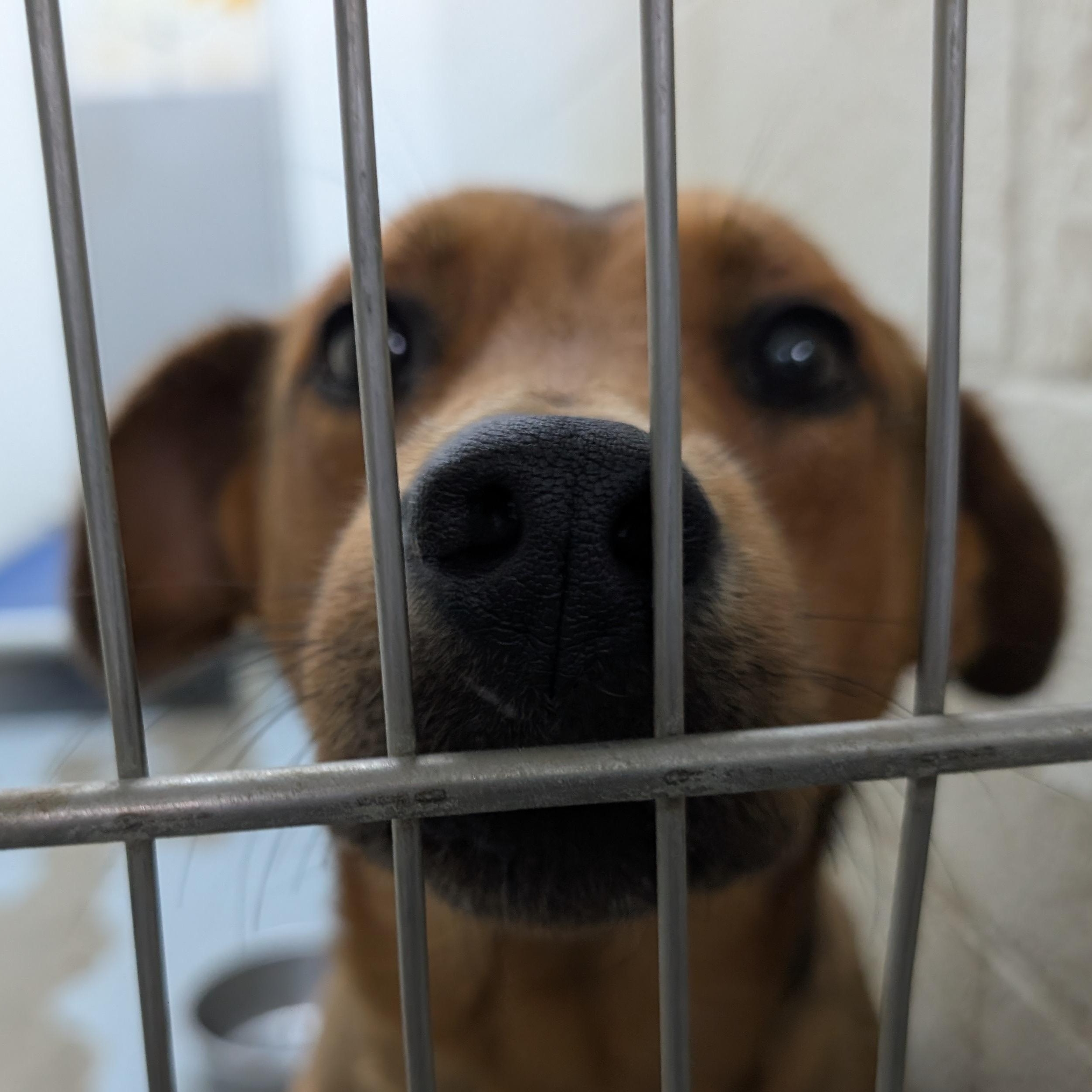 Enlarge 192274 LOOKING FOR OWNER, a Adoptable mixed breed in Ravenna, OH image 3/3
