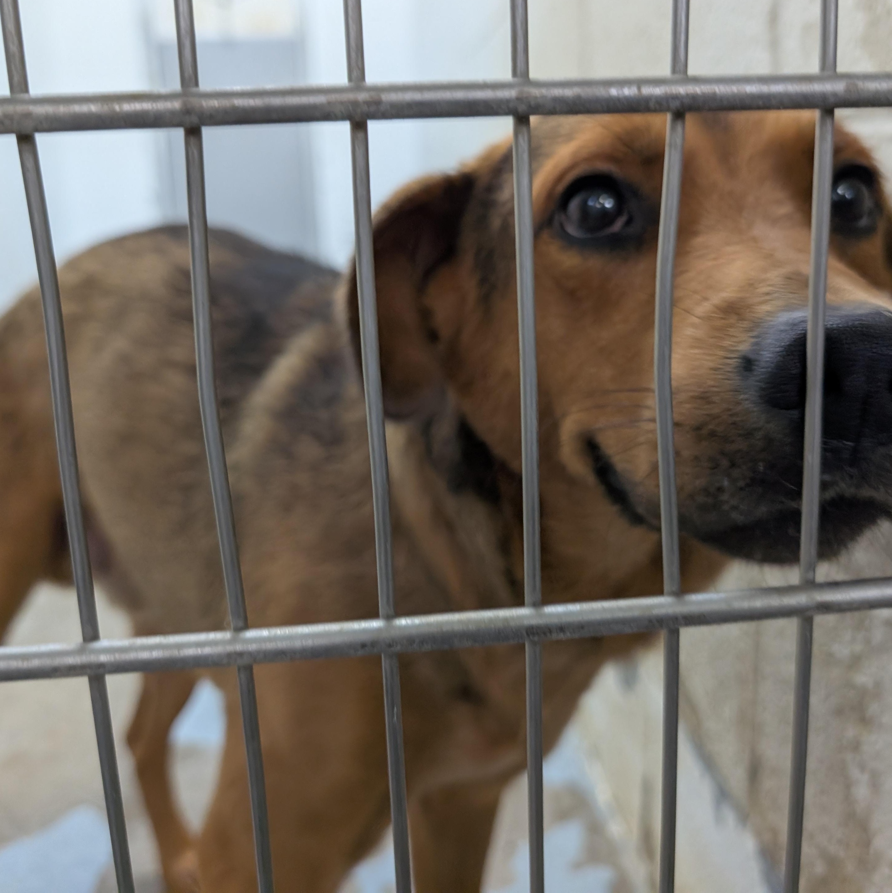 192274 LOOKING FOR OWNER, Adoptable, Adult Male Labrador Retriever & Hound.