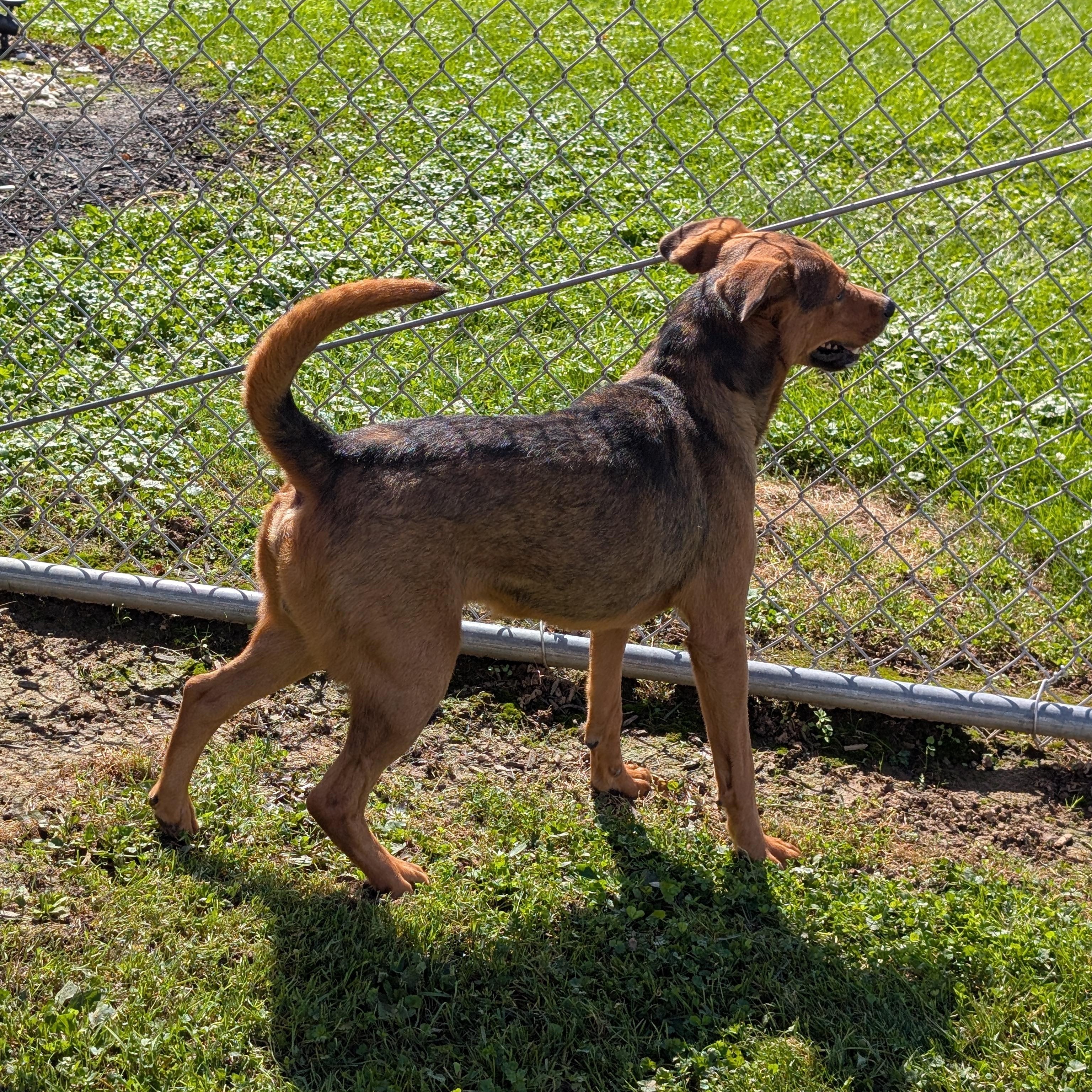 Enlarge 192274 Charlie, a Adoptable mixed breed in Ravenna, OH image 3/6