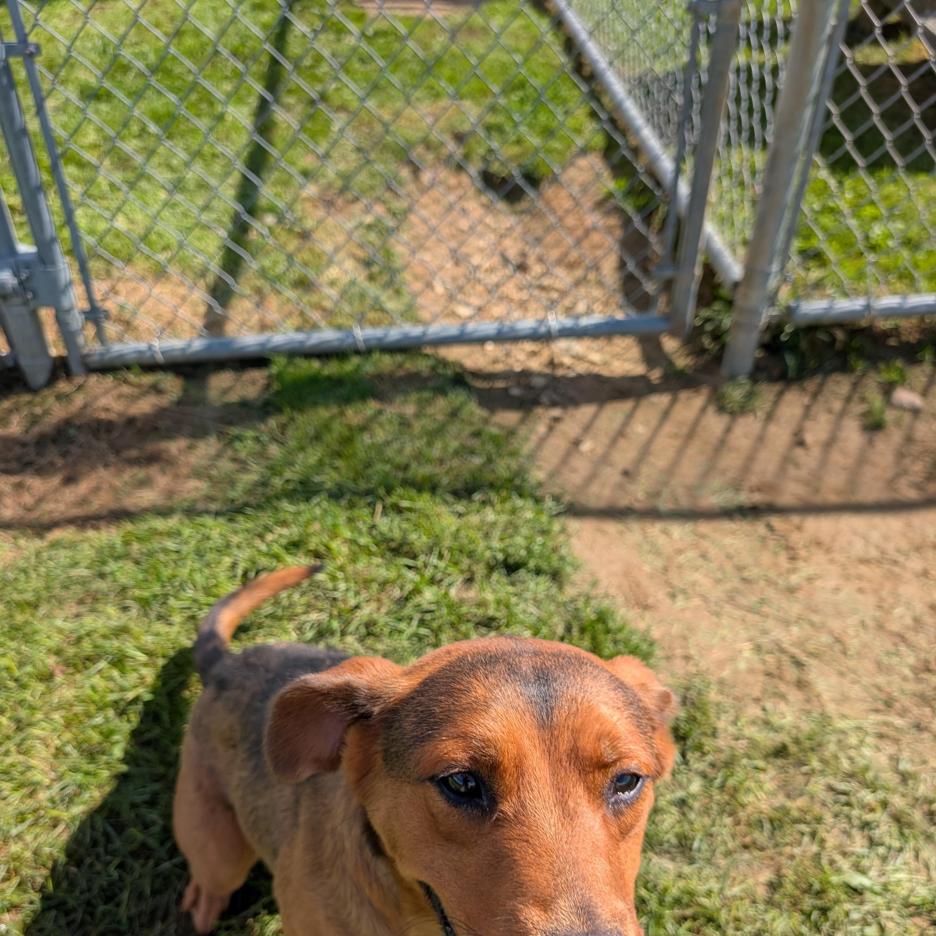 Enlarge 192274 Charlie, a Adoptable mixed breed in Ravenna, OH image 5/6