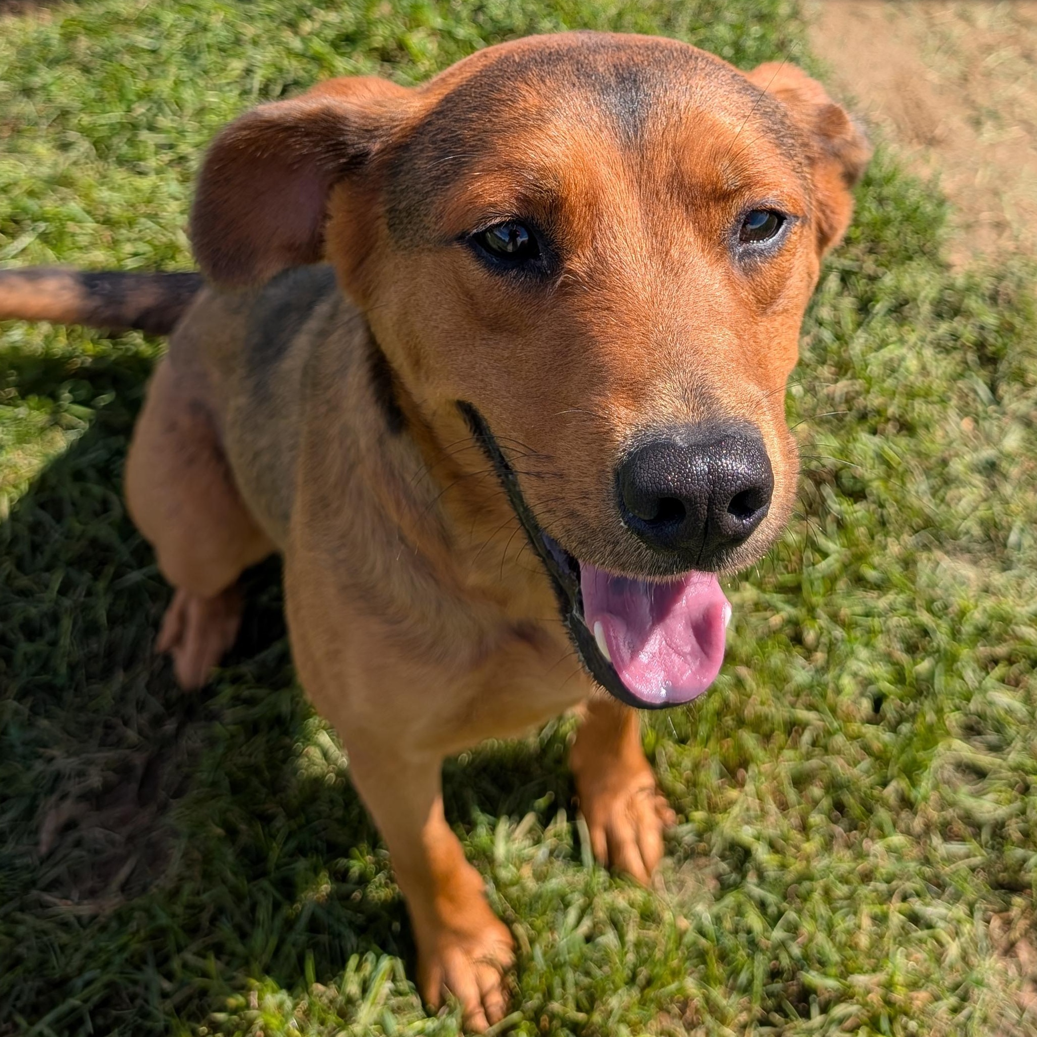 Enlarge 192274 Charlie, a Adoptable mixed breed in Ravenna, OH image 1/6