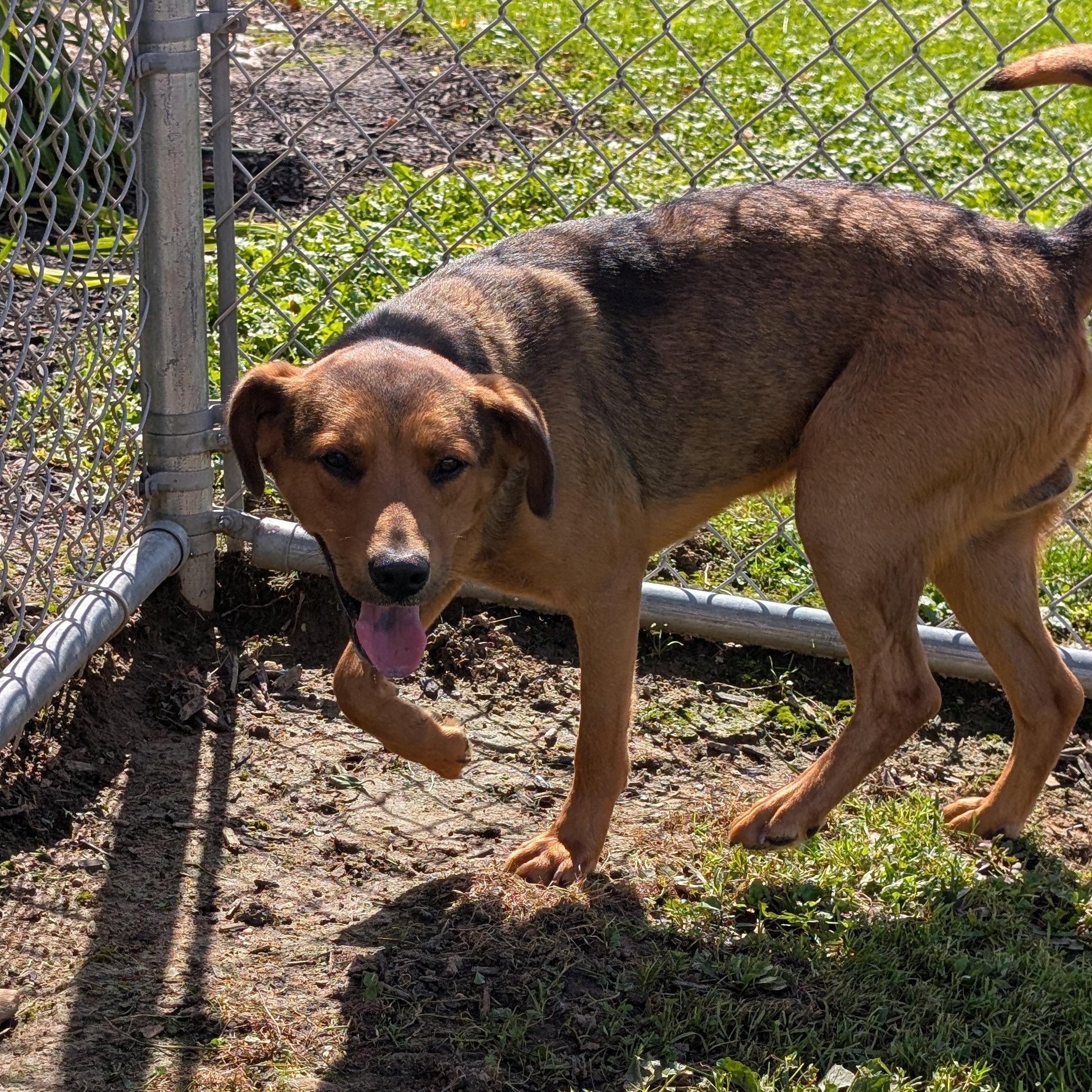 Enlarge 192274 Charlie, a Adoptable mixed breed in Ravenna, OH image 4/6