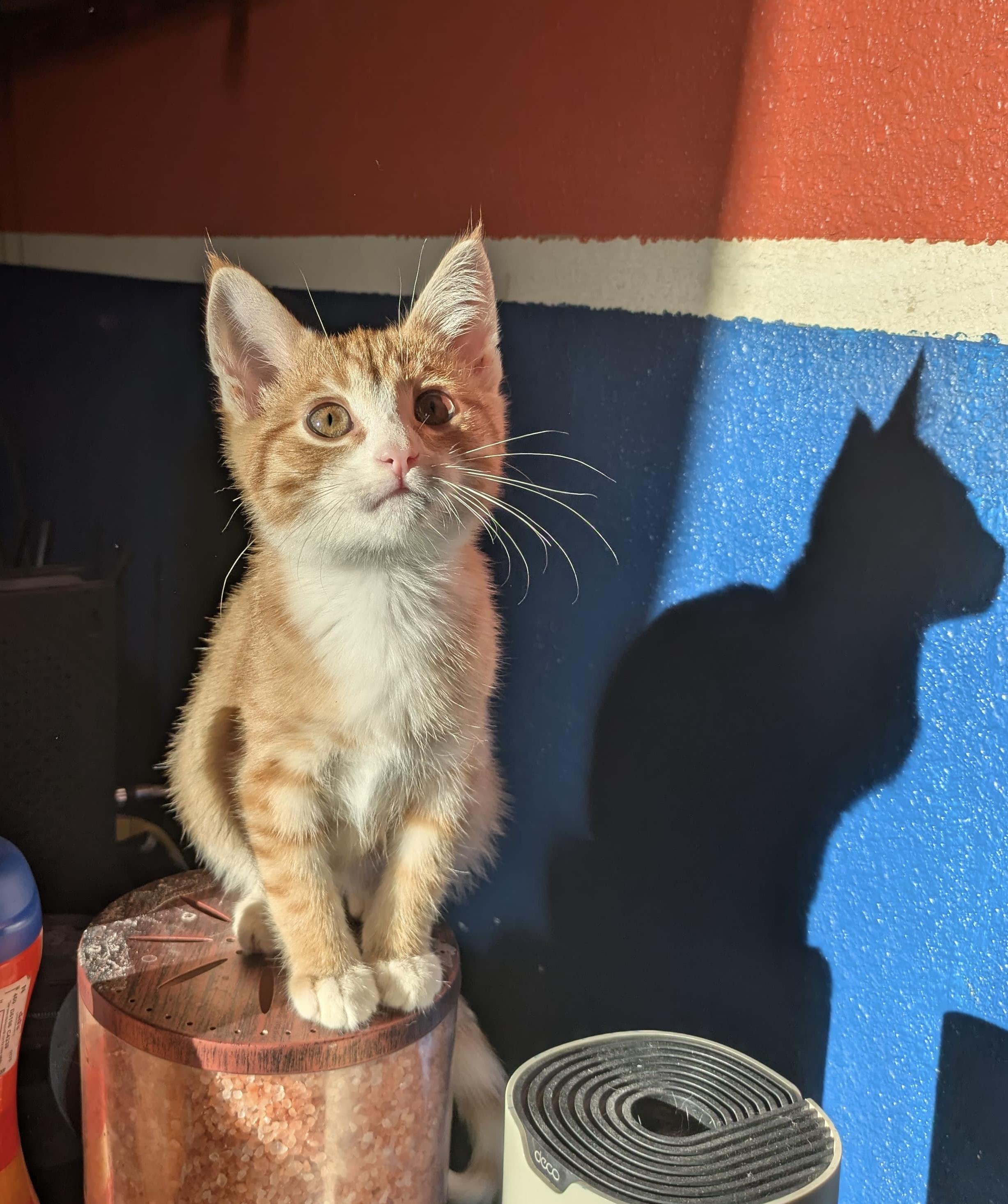 Enlarge Darwin , an adopted Domestic Short Hair in Bell Gardens, CA image 2/3