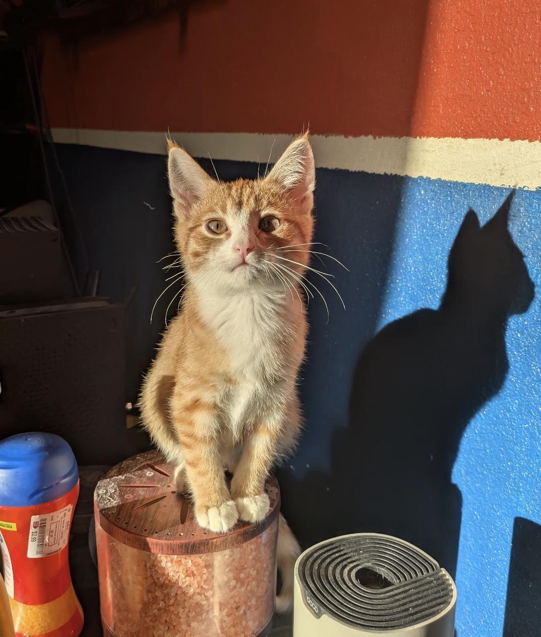 Enlarge Darwin , an adopted Domestic Short Hair in Bell Gardens, CA image 1/3